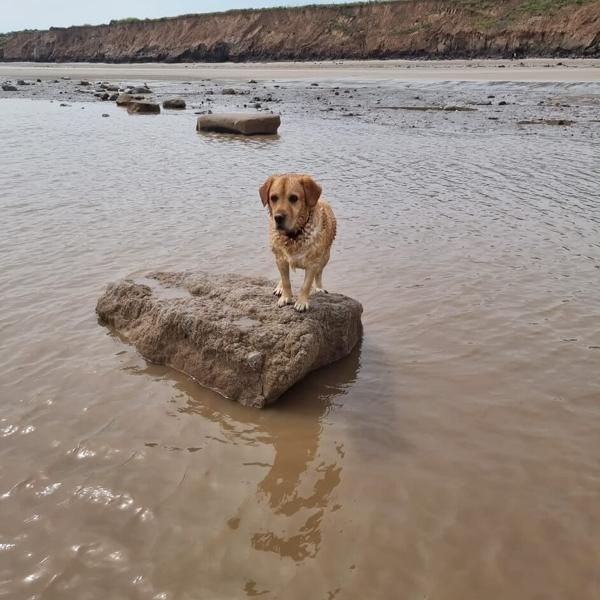 A golden dog exploring shallow water on the beach