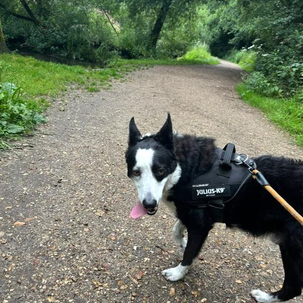 A black and white collie on a leafy walking trail