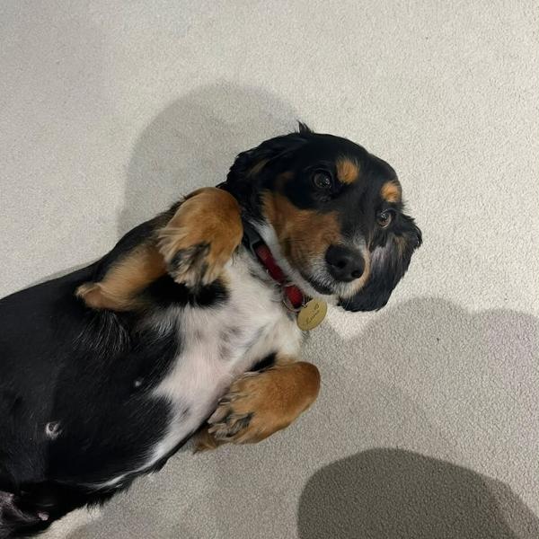 A black and tan dachshund looking up during a home visit