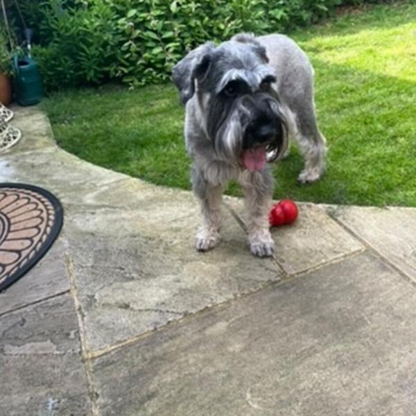 A grey dog playing with a colourful ball in the garden
