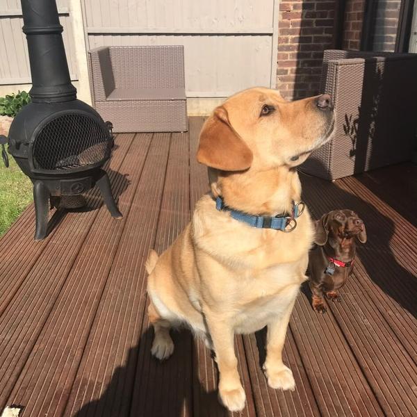 A golden Labrador sitting beside the dining table