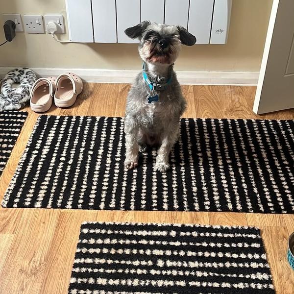 A small dog waiting attentively by the kitchen door