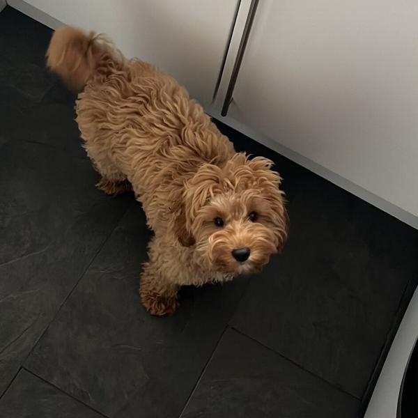 A curly golden dog looking up in the kitchen