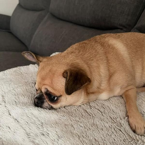 A golden dog curled up for a nap on the sofa