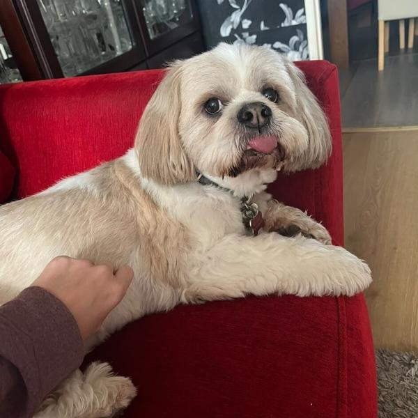 A cream dog enjoying a cuddle on a red sofa