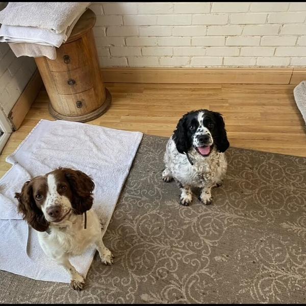 Two spaniels sitting together on a rug at home