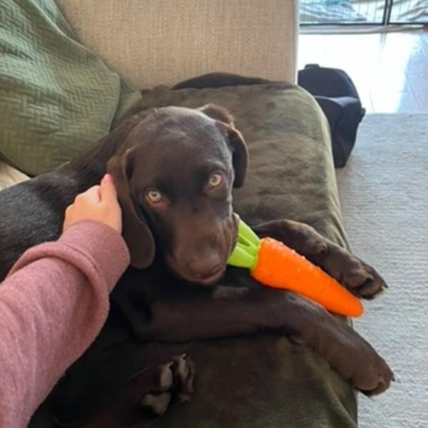 A chocolate Labrador relaxing on the sofa with a colourful toy