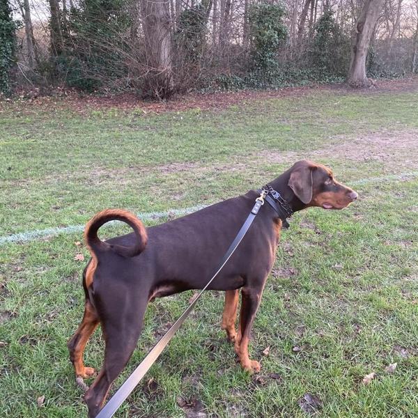 A chocolate Labrador exploring a woodland path on a lead